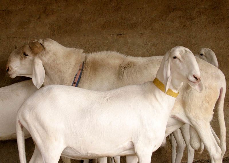 Goat-for-sale-accra-ghana-livestock-cattle-sheep-animals-for-sale-meat-christmas-salah-gotogh.com-1