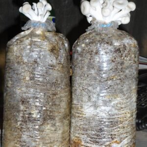 Mushroom Grow Bags 8'' x 5'' x 15''