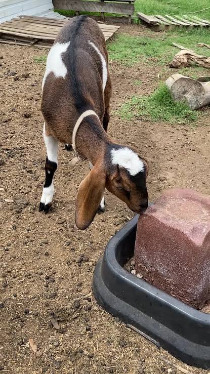 Mineral lick for cattle, sheep and goats - Image 2